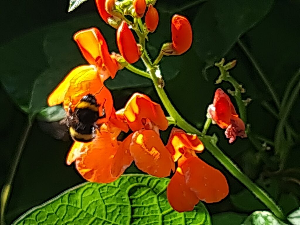 Bumblebee on runner bean flowers