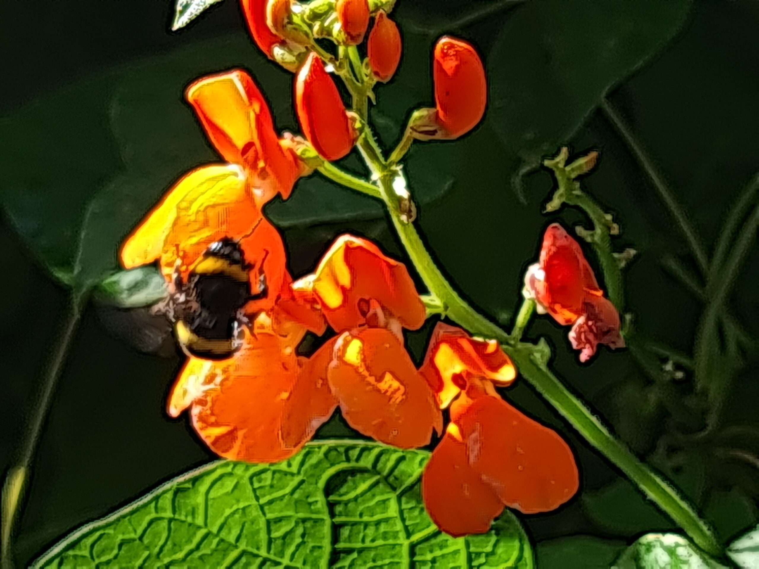 Bee on bean flower