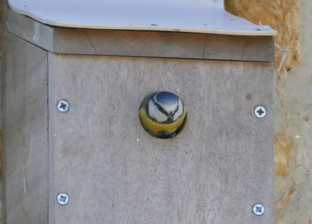 Blue Tit looking out of nest box entrance. The box is home made of recycled wood.
